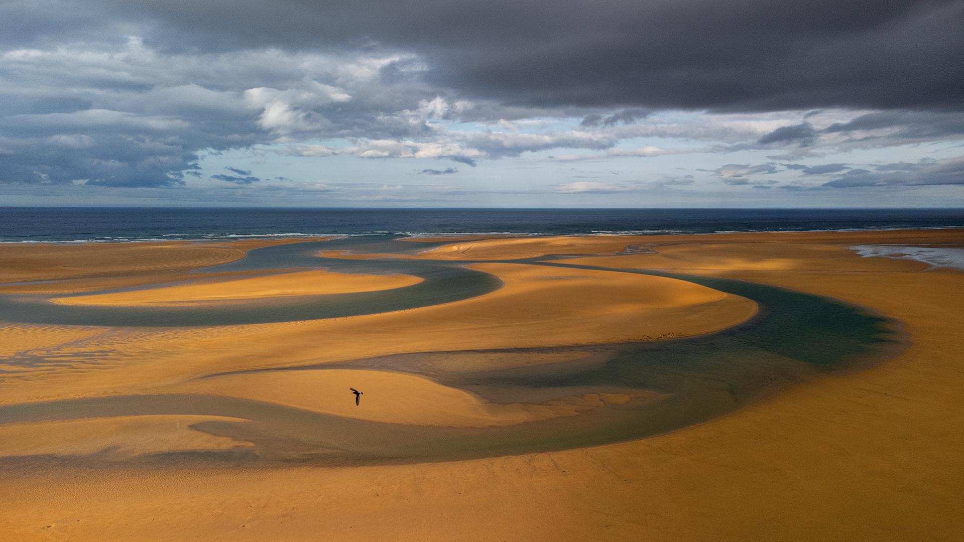 2024 - Bird Photographer of the Year - Birds in the Environment - Commended