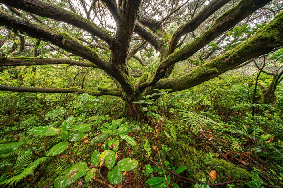 Timeless Nature Symphony – Azores