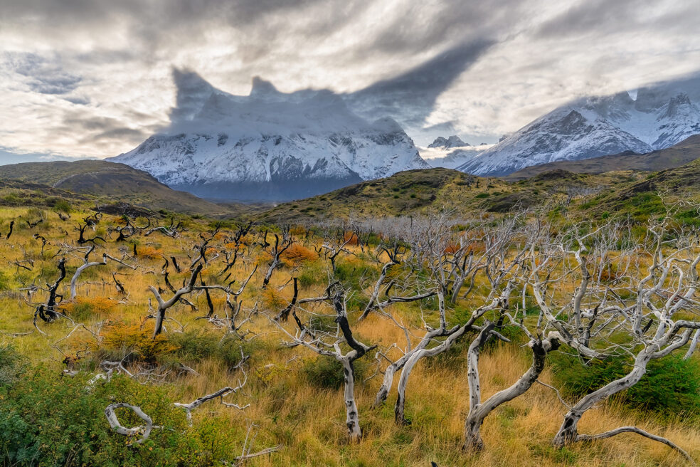 Wild Patagonian Realms